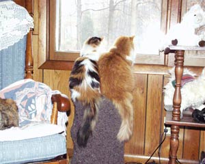 linus & peepers