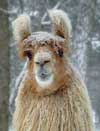 Pablo--Snow Llama